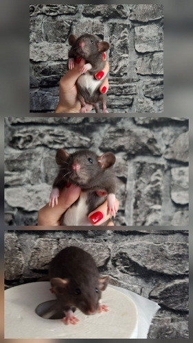 Dumbo rottipoeg