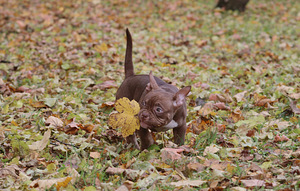 American pocket bully (5 foto no 10)