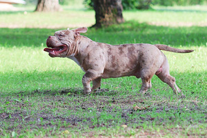 AMERICAN POCKET BULLY (3 foto no 7)