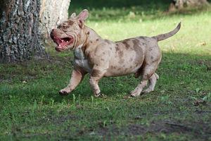 AMERICAN POCKET BULLY (5 foto no 7)