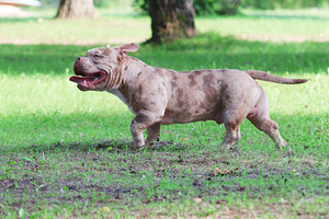 AMERICAN POCKET BULLY (7 foto no 7)