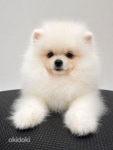 Pomeranian spits