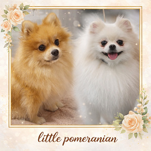 Pomeranian spits (4 valokuva sivusta 4)