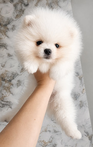 Pomeranian spits (1 valokuva sivusta 4)