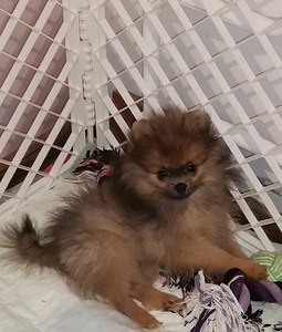 Pomeranian spits (2 valokuva sivusta 2)
