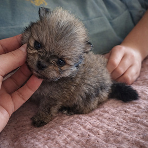 Pomeranian pentu (6 valokuva sivusta 7)