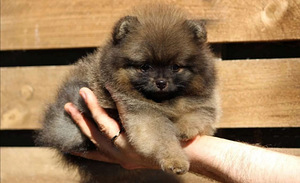 Pomeranian spits (1 foto / 8)