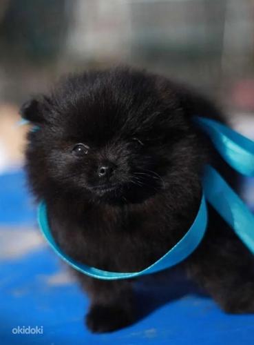 Pomeranian (foto #7)