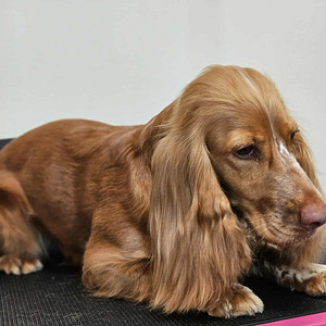 Grooming (8 foto / 8)