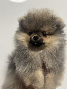 Pomeranian spits (5 foto / 7)