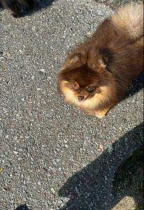 Pomeranian spits (6 foto / 6)