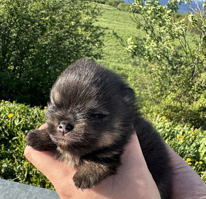 Pomeranian spits (4 foto / 8)