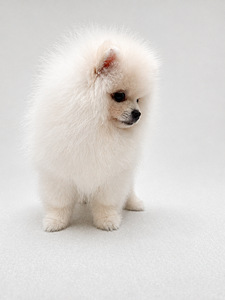 Pomeranian spits (3 foto / 7)