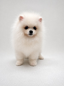 Pomeranian spits (5 foto / 7)