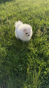 Pomeranian spits (7 foto / 7)