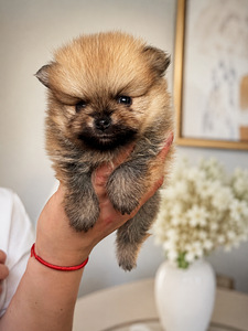 Pomeranian (2 valokuva sivusta 6)