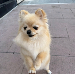 Pomeranian spits (1 foto / 2)