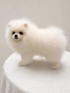Pomeranian spits (3 foto / 4)