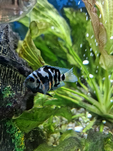 Sinine Panda Parrot kalamaimude (2 foto / 3)