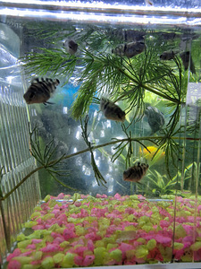 Sinine Panda Parrot kalamaimude (3 foto / 3)
