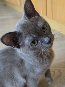 Burma