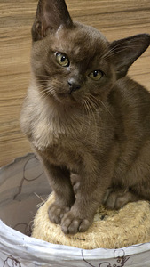 Бурма (1 фото из 4)