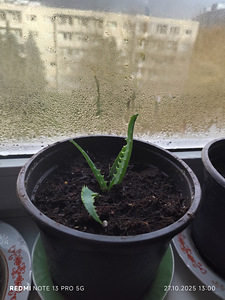 Aaloe (2 foto / 10)