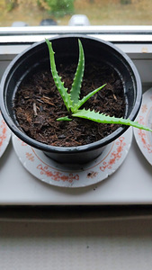 Aaloe (8 foto / 10)
