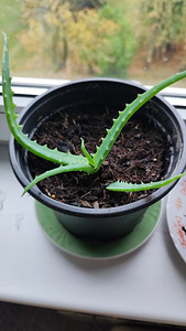 Aaloe (10 foto / 10)