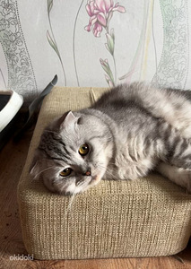 Шотландский вислоухий котёнок (6 фото из 6)