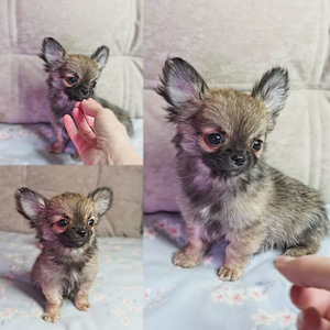 Chihuahua pennut (2 valokuva sivusta 2)