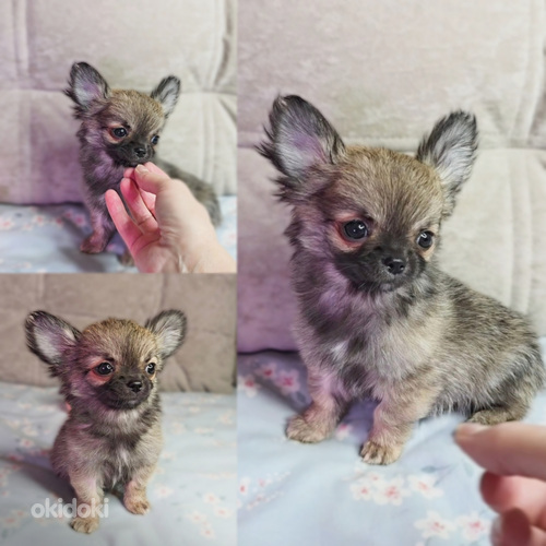Chihuahua pennut