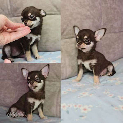 Chihuahua pennut
