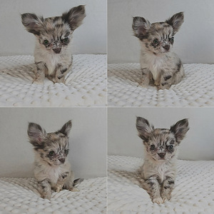 Chihuahua pennut (3 valokuva sivusta 3)