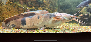 Clarias batrachus