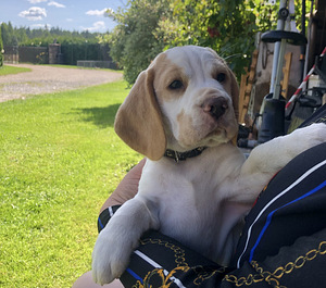 Beaglen pennut