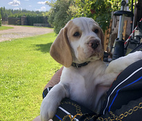 Beaglen pennut