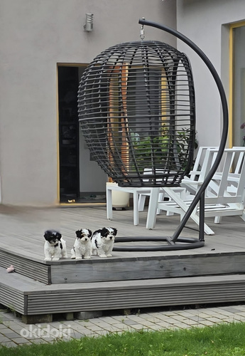 Продаютс 2 щенка мальчики Бивер Йорк терьера