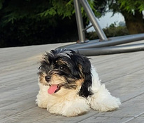 Biewer Your puppy