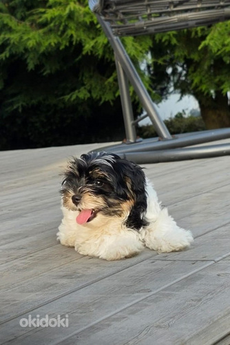 Бивер Йоркширский терьер щенок