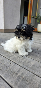 Biewer Your puppy (5 foto no 6)