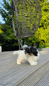 Biewer Your puppy (6 foto no 6)