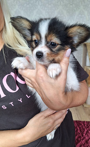 Papiljons (3 foto no 4)