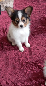 Papiljons (4 foto no 4)