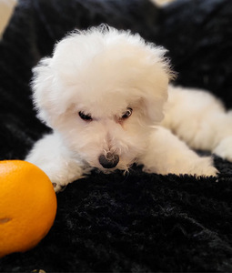 Bichon frise (4 valokuva sivusta 10)