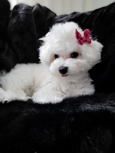 Bichon frise (6 valokuva sivusta 10)