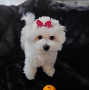Bichon frise (7 valokuva sivusta 10)