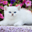 Британские короткошерстные котята (фото #3)
