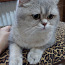 Британский короткошерстная кошка (фото #2)