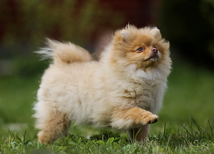 Pomeranian spits (2 foto / 3)
